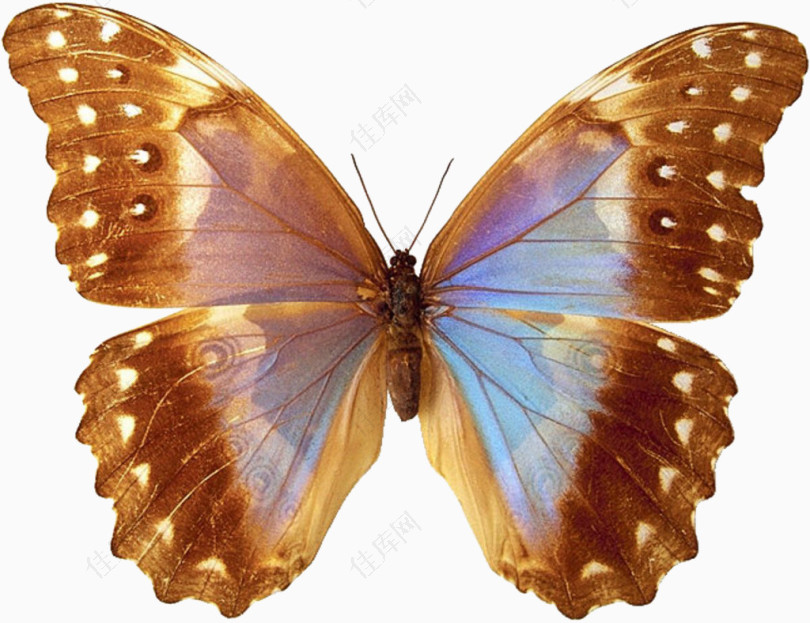棕色蓝斑纹蝴蝶