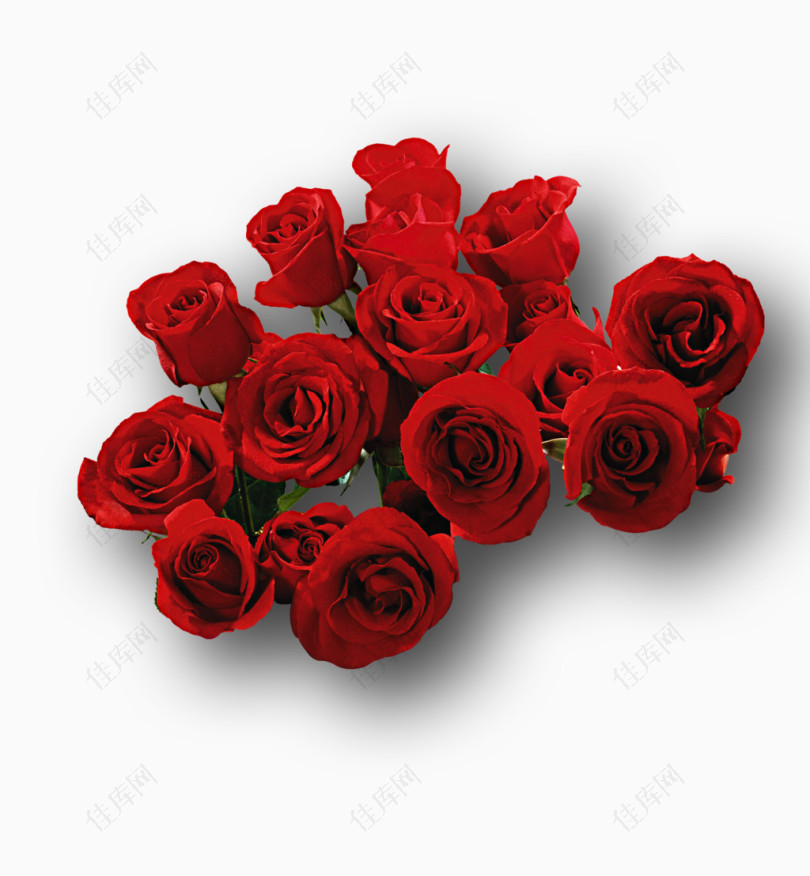 喜庆的红色玫瑰花