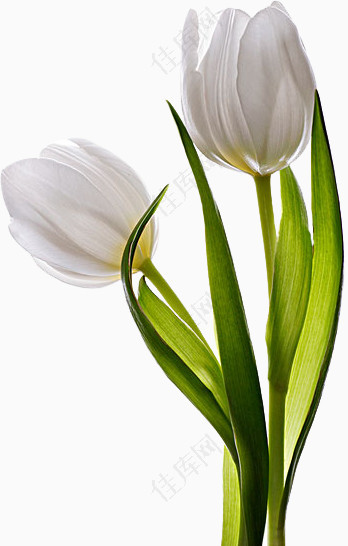 白色郁金香花