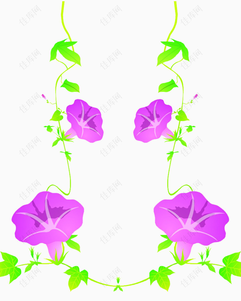 紫色牵牛花花藤