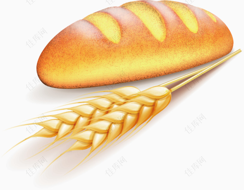 麦子面包矢量图