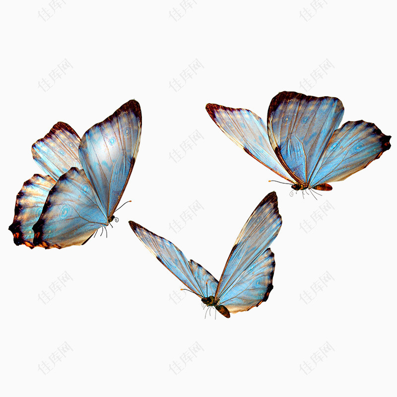 飞翔的蝴蝶透明图