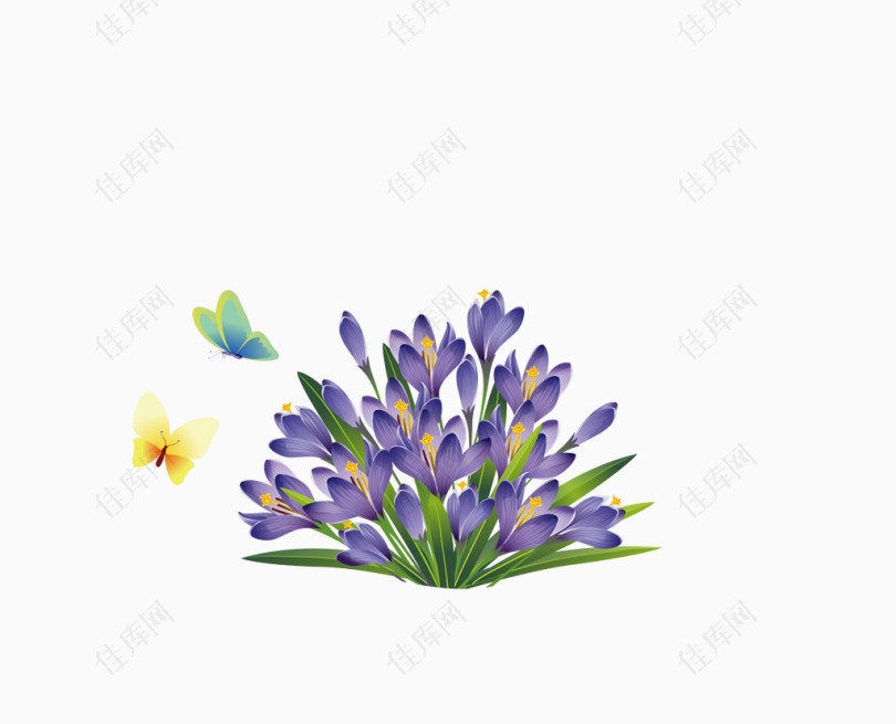 淡紫色蝴蝶兰花朵