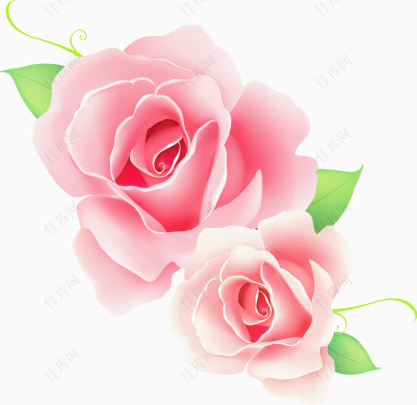 手绘两朵粉色玫瑰