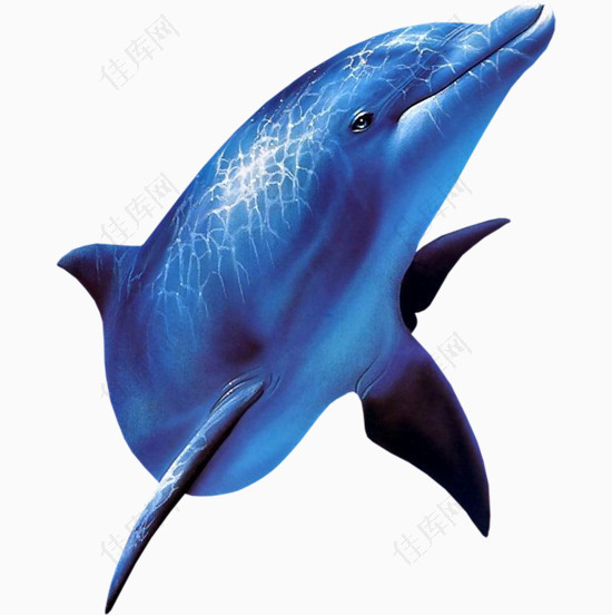 海豚PNG动物素材免费下载