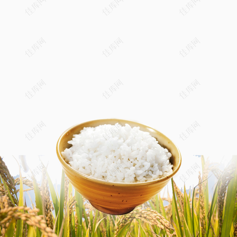 稻田上的大米饭