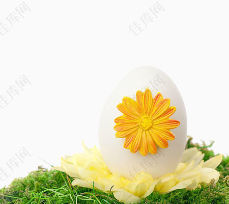 花草上的鸡蛋图片素材