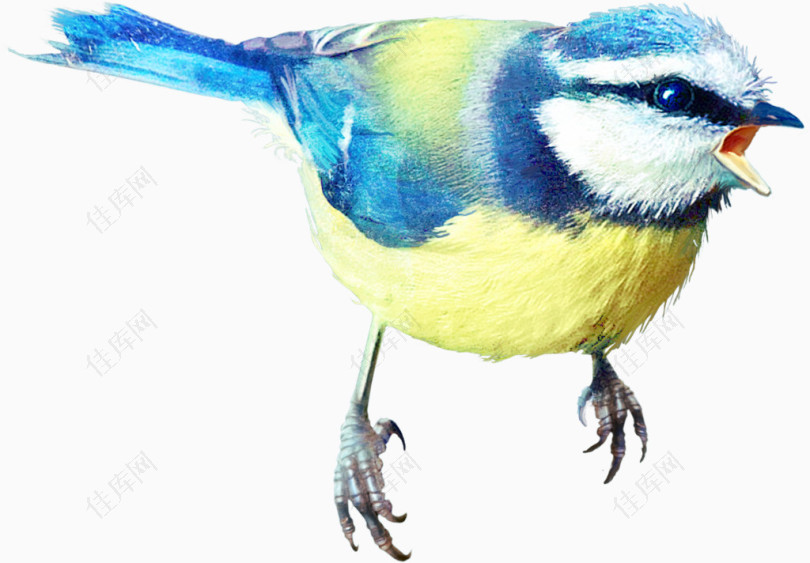 鸟虫图片手绘虫鸟元素麻雀