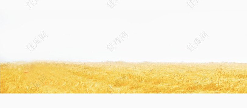 黄色麦田