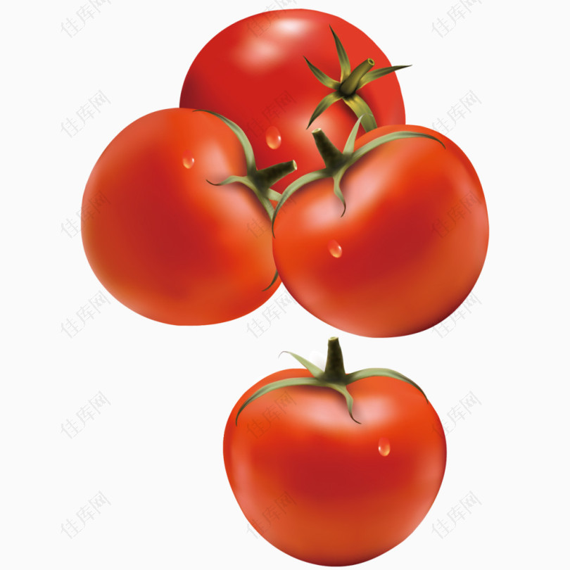矢量红色西红柿
