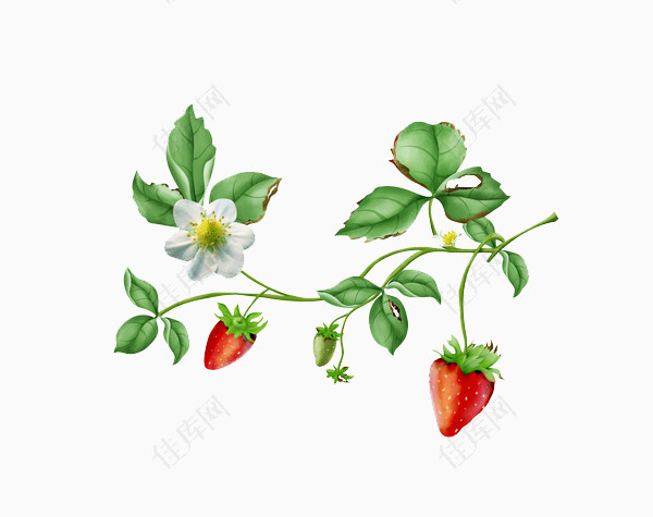 草莓植物