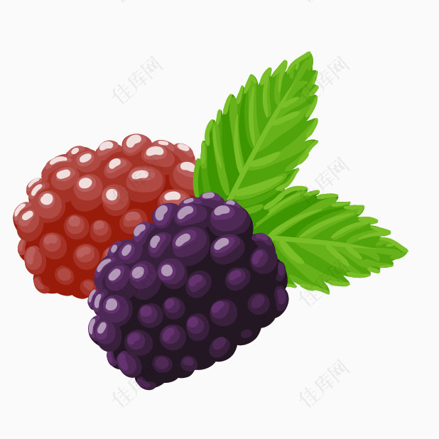 桑葚水果食物素材