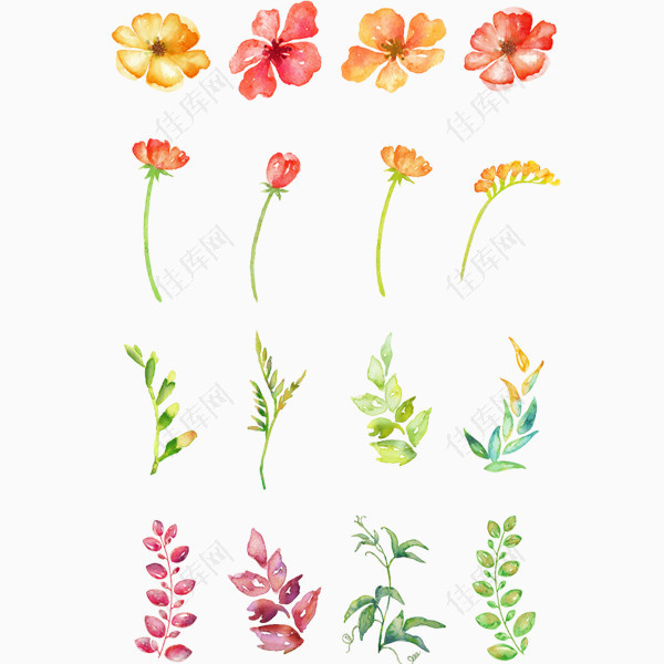 木槿花花朵绘画素材