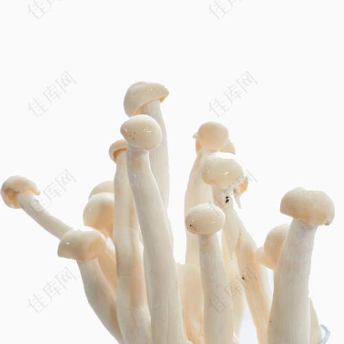 菌菇海鲜菇