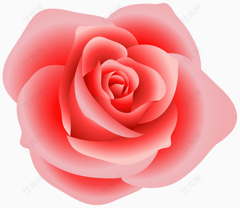 粉色手绘玫瑰花
