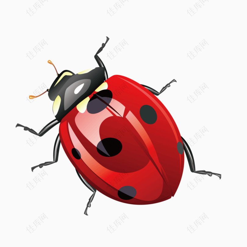 矢量红色逼真甲壳虫盖子虫