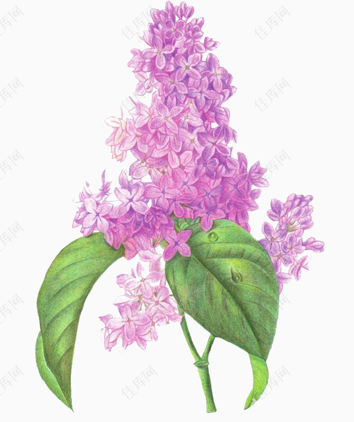紫色丁香花
