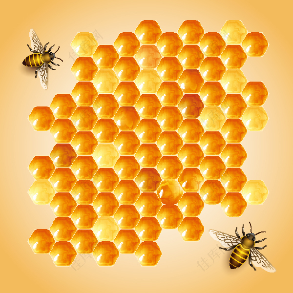 蜜蜂蜂巢设计