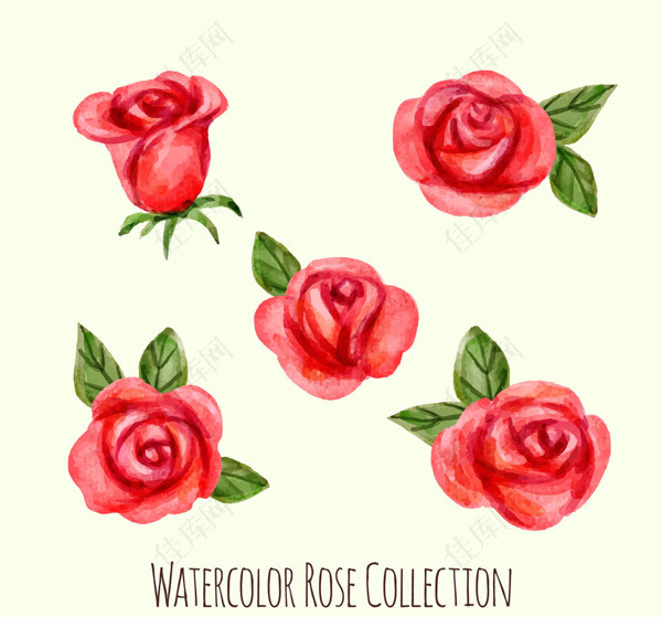 水彩绘红玫瑰